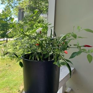 Meet your Posher, Lillian